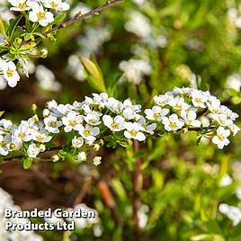 Spiraea cinerea Graciosa
