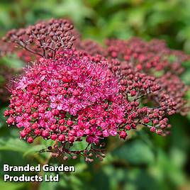 Spiraea japonica Genpei (Hedging)