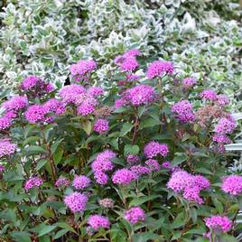 Spiraea japonica Merlo Green