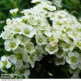 Spiraea nipponica Snowmound
