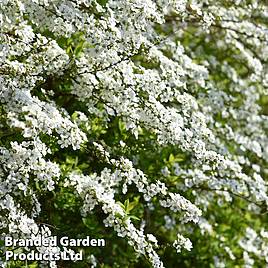 Spiraea thunbergii