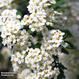 Spiraea x vanhouttei