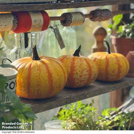Squash Blaze F1 - Seeds