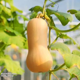 Squash Butternut - Organic Seeds
