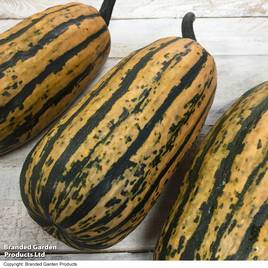 Squash Honeyboat - Seeds