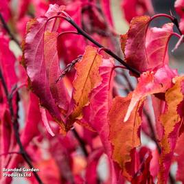 Stachyurus chinensis Celina