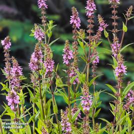 Stachys palustris (Marginal Aquatic)