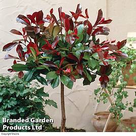 Photinia Red Robin (Standard)