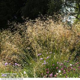 Stipa gigantea