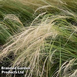 Stipa tenuissima Ponytails