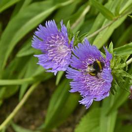 Stokesia laevis Blue Star