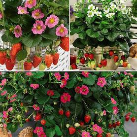 Strawberry Patio Perfect Collection
