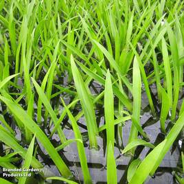 Stratiotes aloides (Floating Aquatic)