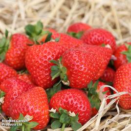 Strawberry Malling Ace