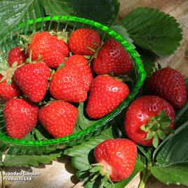 Strawberry Malling Centenary