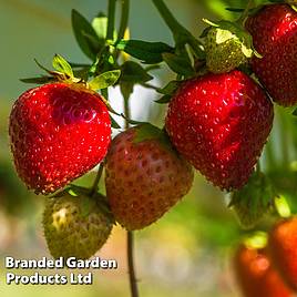 Strawberry Sweetheart