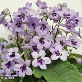 Streptocarpus Betty