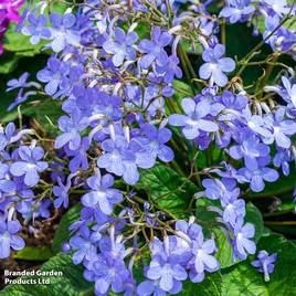 Streptocarpus Falling Stars