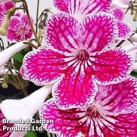 Streptocarpus Polka Dot Pink