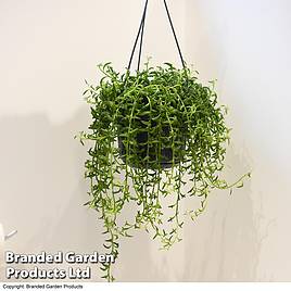 Senecio peregrinus String Of Dolphins