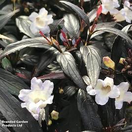 Strobilanthes anisophyllus Assam