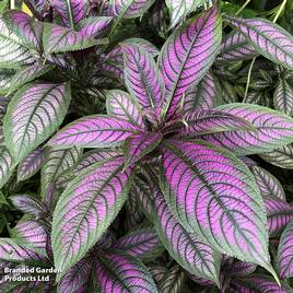 Strobilanthes dyeriana