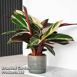 Stromanthe sanguinea Triostar