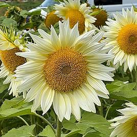 Sunflower Pro Cut White Lite F1 - Seeds