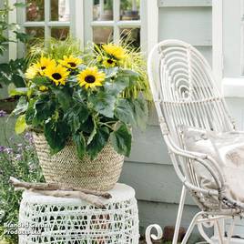 Sunflower Sunsation Yellow