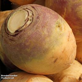 Swede Ruby - Seeds