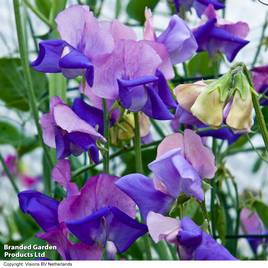 Sweet Pea Erewhon - Seeds