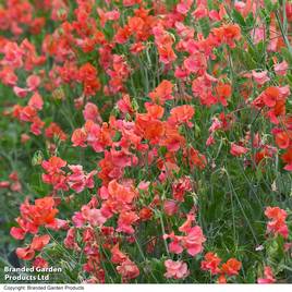 Sweet Pea Prince of Orange - Seeds