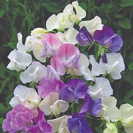 Sweet Pea Scent Infusion