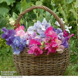 Sweet Pea Sweet Dreams Mixed