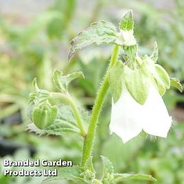 Symphyandra pendula Fringe Cups