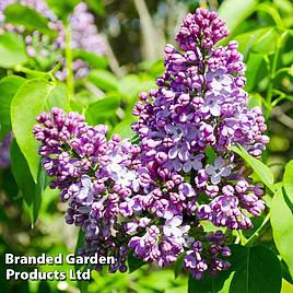 Lilac Belle de Nancy