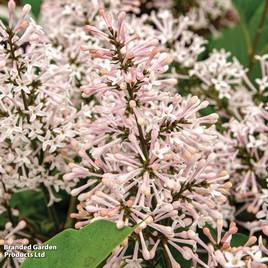 Syringa patens Dream Cloud