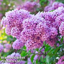 Common Lilac (Hedging)