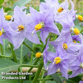 Solanum crispum Glasnevin