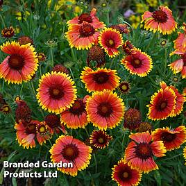 Gaillardia x grandiflora Kobold