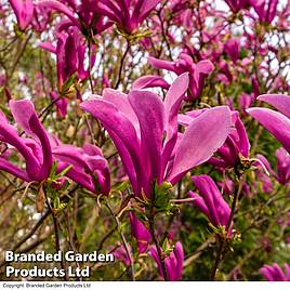 Magnolia Susan