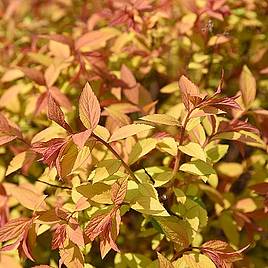 Spiraea japonica Golden Princess