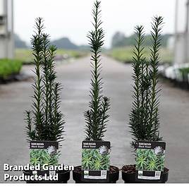 Taxus baccata Black Tower