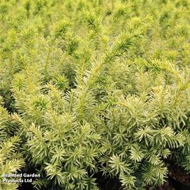Taxus cuspidata Dwarf Bright Gold