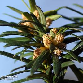 Taxus baccata Fastigiata Robusta