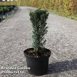 Taxus baccata Funny Jewel