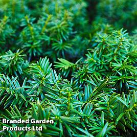 Taxus media Groenland