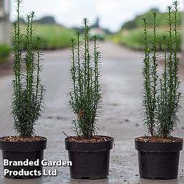 Taxus baccata Litfass