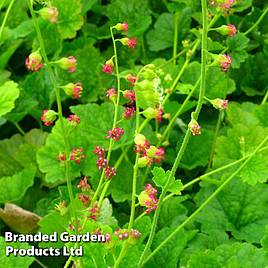 Tellima grandiflora