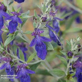 Teucrium fruticans Indyho